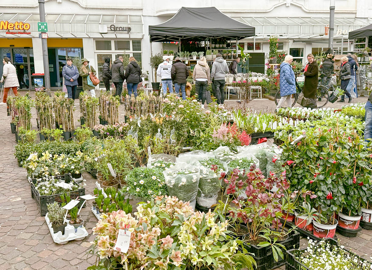 Auswahl an Pflanzen auf dem Blumen- und Gartenmarkt zum verkaufsoffenen Sonntag in Gelsenkirchen