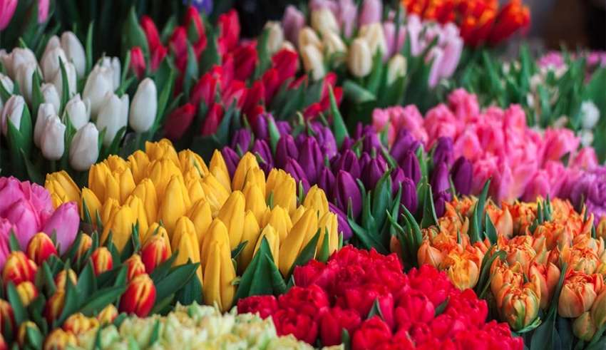 Tulpen werden auf dem Hollandmarkt ebenfalls zu finden sein